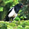 Aesthetic Black Billed Magpie Diamond Painting