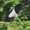 Aesthetic Black Billed Magpie Diamond Painting