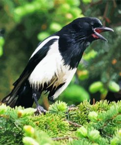 Aesthetic Black Billed Magpie Diamond Painting