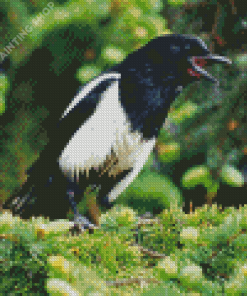 Aesthetic Black Billed Magpie Diamond Painting