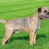 Border Terrier Dog Diamond Painting