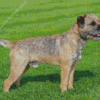 Border Terrier Dog Diamond Painting