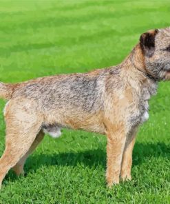 Border Terrier Dog Diamond Painting