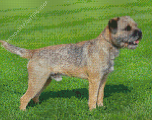 Border Terrier Dog Diamond Painting