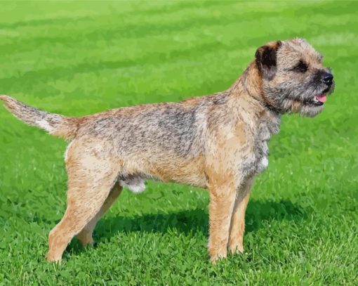 Border Terrier Dog Diamond Painting