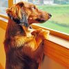 Dachshund Miniature Looking Out A Window Diamond Painting