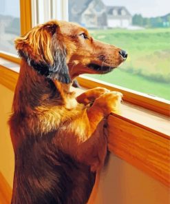 Dachshund Miniature Looking Out A Window Diamond Painting