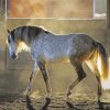 Dapple Grey Horse Diamond Painting