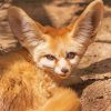 Desert Fennec Fox Diamond Painting