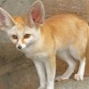 Fennec Fox Animal Diamond Painting