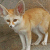 Fennec Fox Animal Diamond Painting