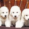 Great Pyrenees Puppies Diamond Painting