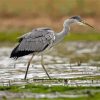 Grey Heron Bird Diamond Painting