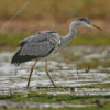 Grey Heron Bird Diamond Painting