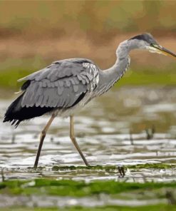 Grey Heron Bird Diamond Painting