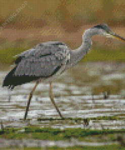 Grey Heron Bird Diamond Painting