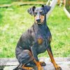 Manchester Terrier Dog Diamond Painting