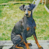 Manchester Terrier Dog Diamond Painting