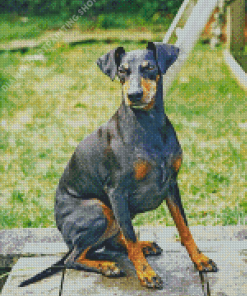 Manchester Terrier Dog Diamond Painting