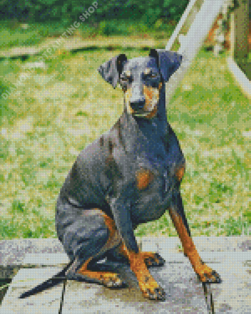 Manchester Terrier Dog Diamond Painting