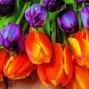 Orange Purple Tulip Diamond Painting