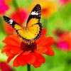 Orange Flower With Butterfly Diamond Painting