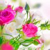 Pink And White Roses Flowers Diamond Painting