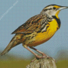 Western Meadowlark Diamond Painting