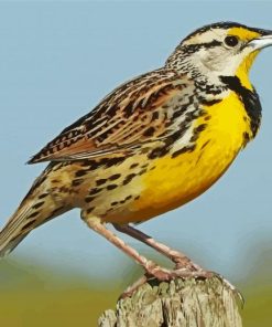 Western Meadowlark Diamond Painting