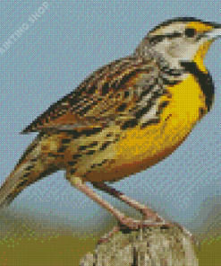 Western Meadowlark Diamond Painting