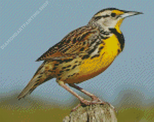 Western Meadowlark Diamond Painting