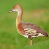 Whistling Duck Animal Diamond Painting