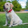 White Labrador Dog Animal Diamond Painting