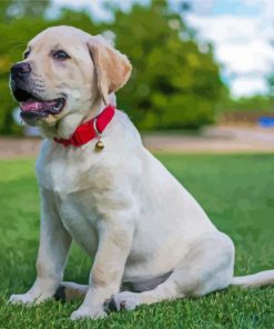 White Labrador Dog Animal Diamond Painting