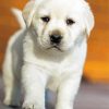 White Labrador Puppy Diamond Painting