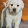 White Labrador Puppy Diamond Painting