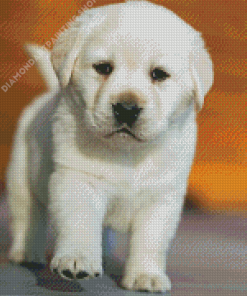 White Labrador Puppy Diamond Painting