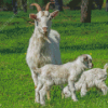 White Goats Diamond Painting