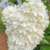 White Hydrangeas Flowers Diamond Painting