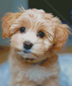 Beige Maltipoo Dog Diamond Painting