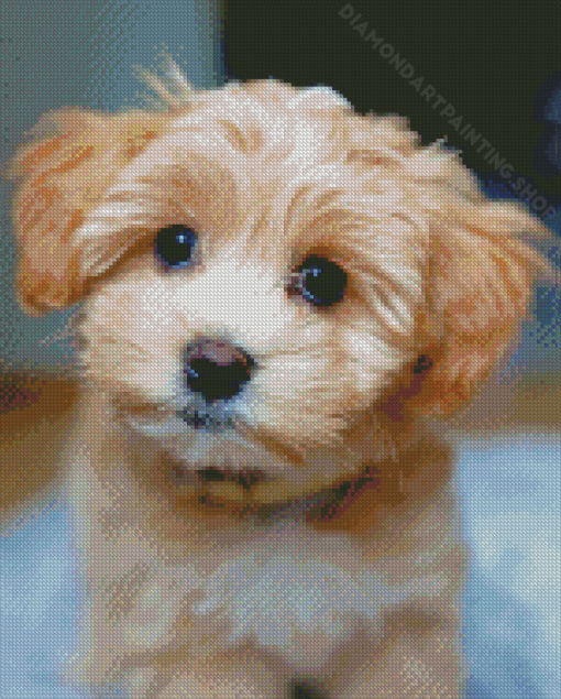 Beige Maltipoo Dog Diamond Painting