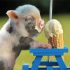 Pig Eating Ice Cream Diamond Painting