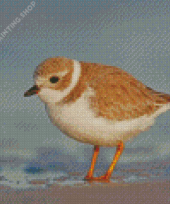 Piping Plover Bird Diamond Painting