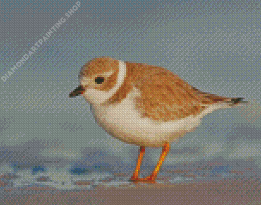 Piping Plover Bird Diamond Painting