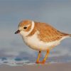 Piping Plover Bird Diamond Painting