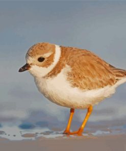 Piping Plover Bird Diamond Painting