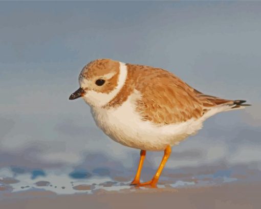 Piping Plover Bird Diamond Painting