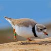 Piping Plover Diamond Painting