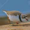 Piping Plover Diamond Painting