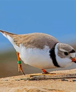 Piping Plover Diamond Painting